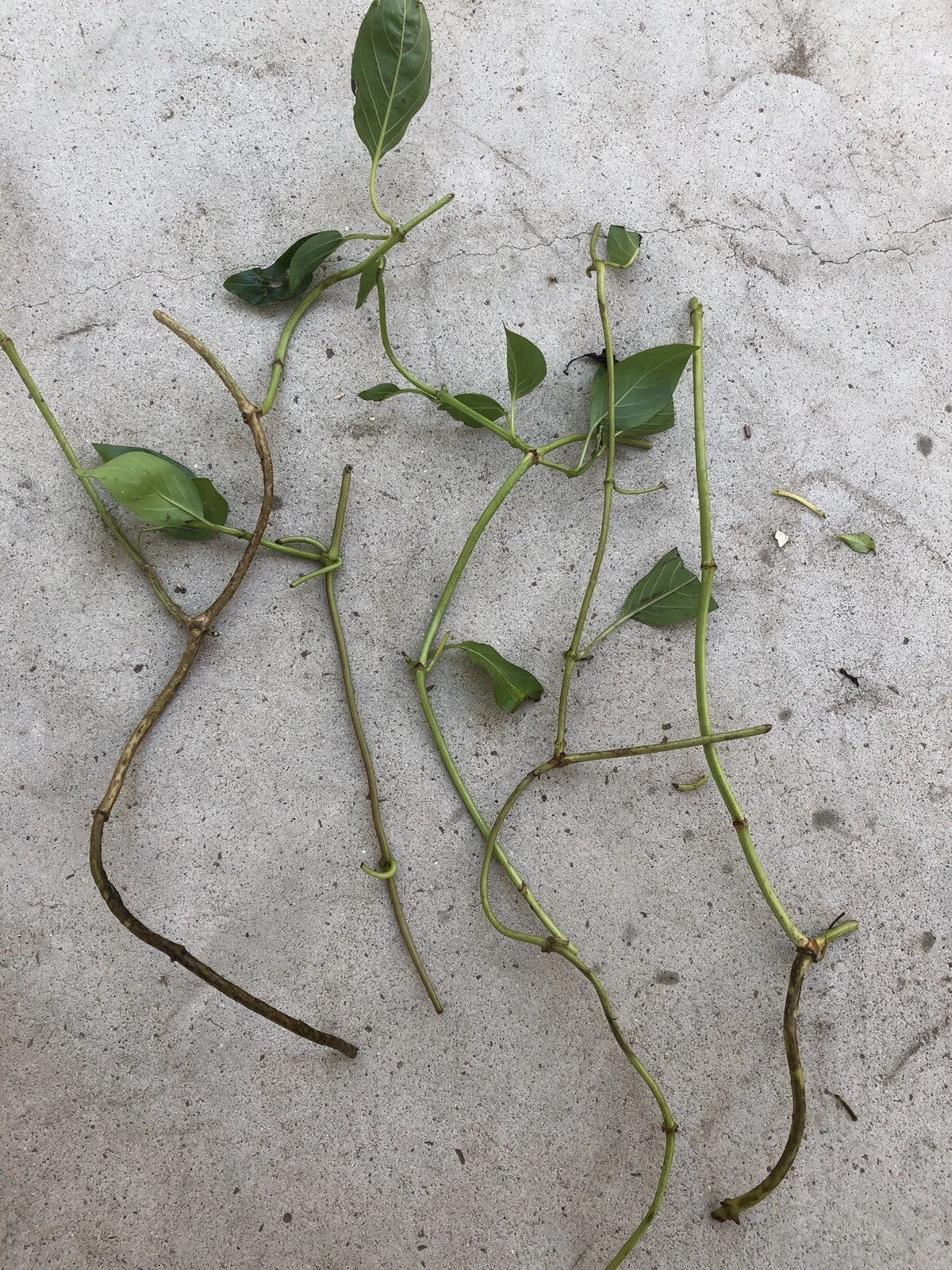 Skunk Vine Fresh Cuttings - 5 Ready-to-Plant Cuttings (Pueraria phaseoloides)