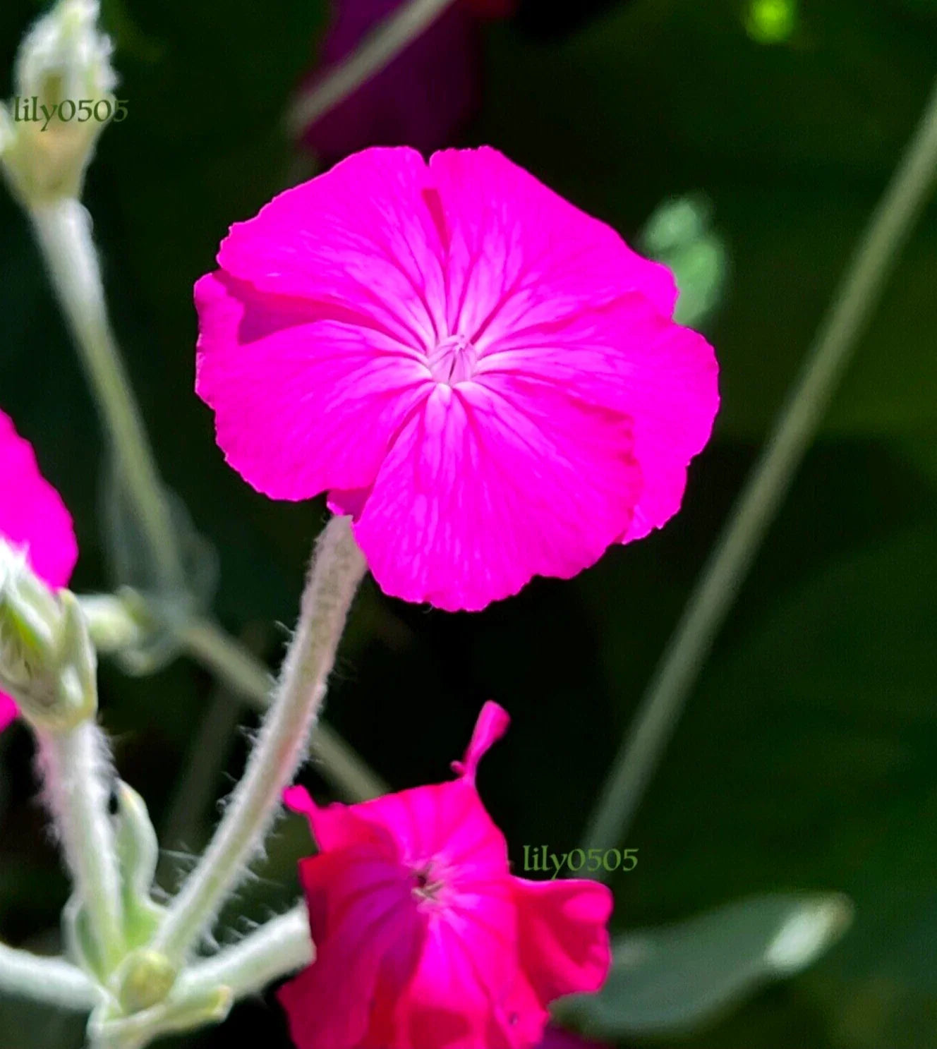 Rose Campion Plants - 5 Hardy, Low Maintenance, Self-Seeding, Deer Proof - Lychnis coronaria