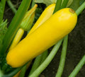 Golden Zucchini Seeds 30+ Pack Summer Squash Vegetables Organic Cucurbita pepo