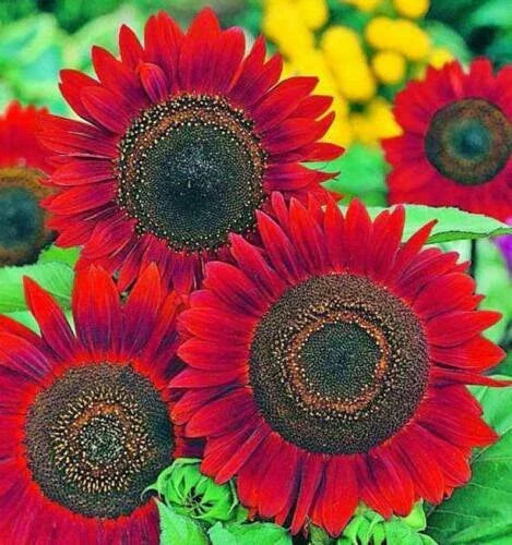 Red Sunflower Seeds for Planting, 20 Count, Helianthus annuus, Non-GMO, Garden Flowers, Bright Red Blooms