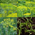 Dill Seed Mix - Non-GMO 500 Seeds - Dukat, Bouquet & Mammoth Butterfly Host Plant - Anethum graveolens