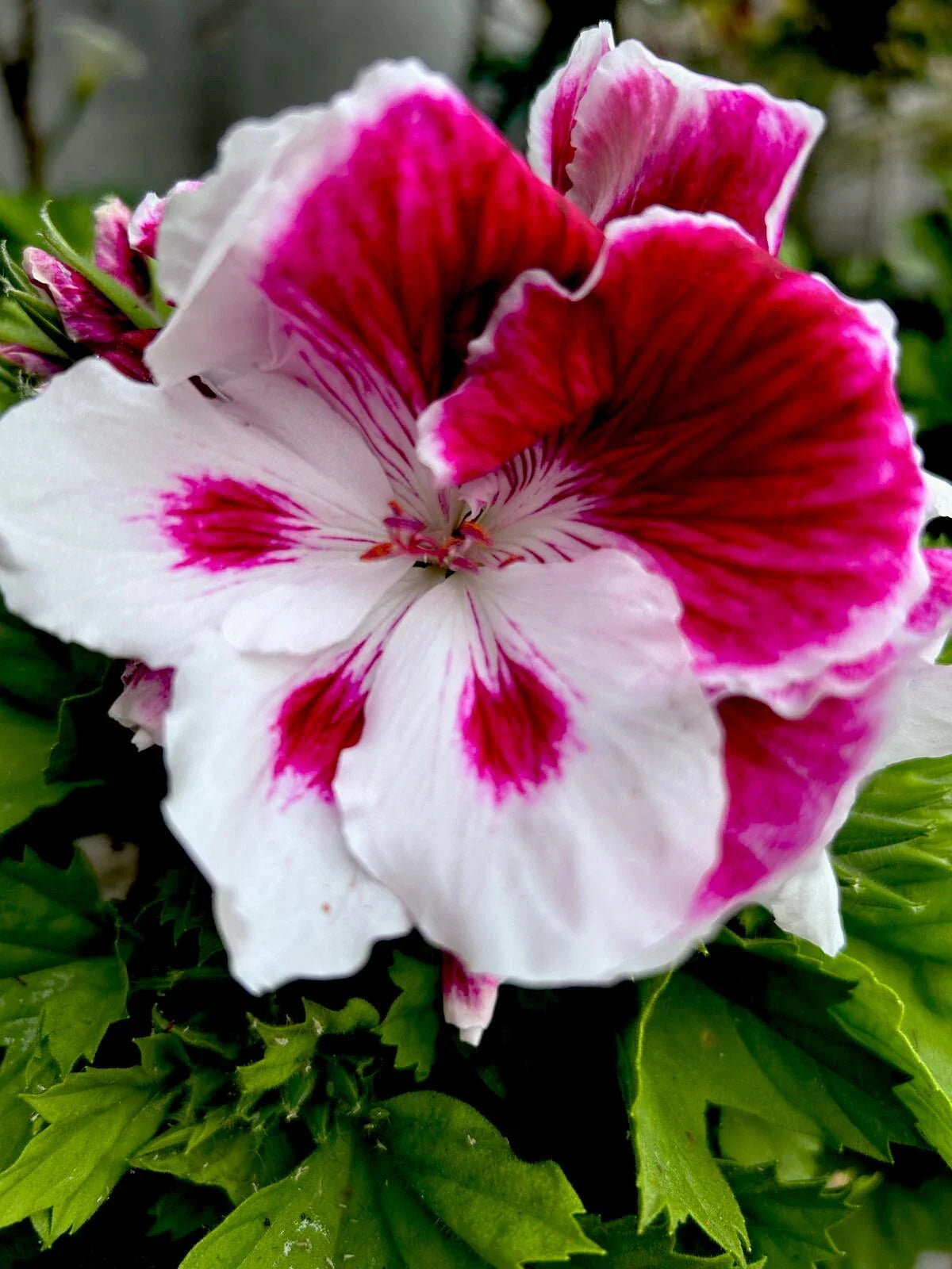Geranium Starter Cuttings, White/Purple Perennial, 2 Cuttings, Pelargonium