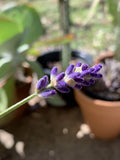 English Lavender Seeds - 100+ Heirloom Organic Non-GMO Herb - Lavandula angustifolia - Easy to Grow for Garden