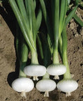 Cipollini Onion Seeds - 200+ Heirloom Yellow Sweet - Organic Non-GMO - Allium cepa