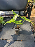 Syngonium Podophyllum Albo Variegata Plant - 3" Pot - Variegated Green and White Foliage