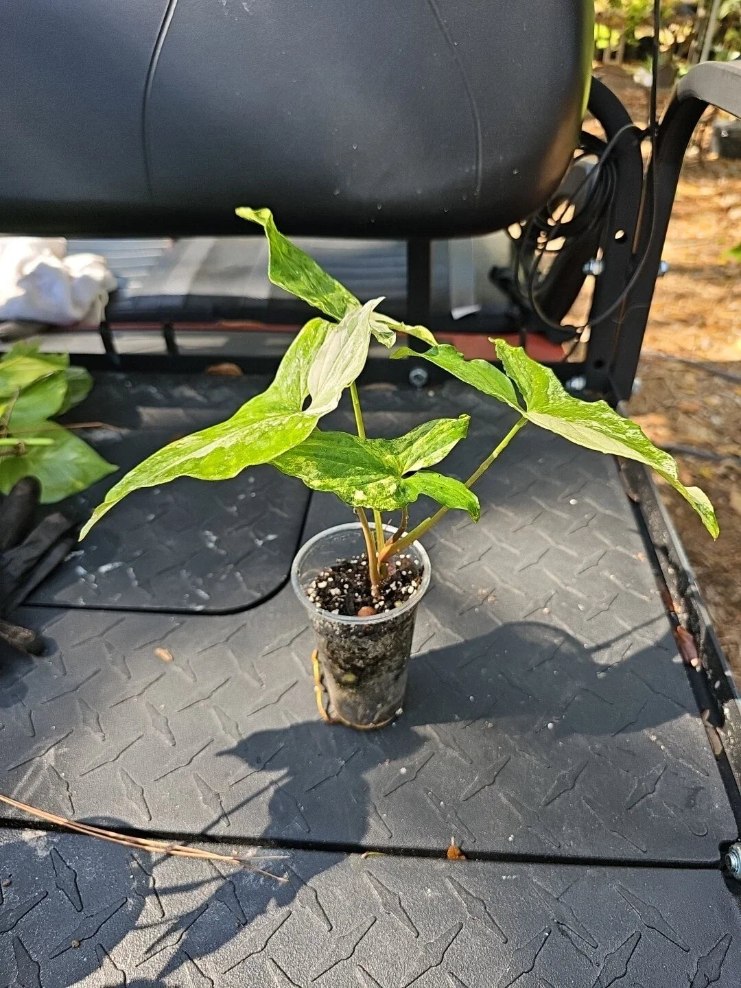 Syngonium Podophyllum Albo Variegata Plant - 3" Pot - Variegated Green and White Foliage