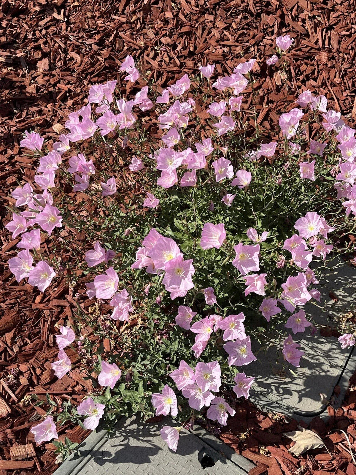 Showy Evening Primrose Seeds - 500+ Seeds, Pink Ladies, Amapola, Mexican Primrose (Oenothera speciosa)