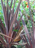 Dracaena 'Bronze Spike' Seeds - 15 Pack - Tropical Indoor Plant, Houseplant, Ornamental Foliage, Dracaena marginata