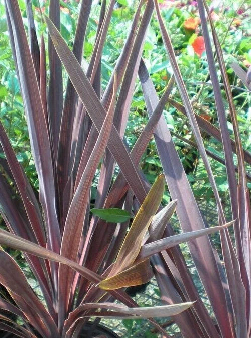 Dracaena 'Bronze Spike' Seeds - 15 Pack - Tropical Indoor Plant, Houseplant, Ornamental Foliage, Dracaena marginata
