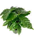 Coffee Plant 4" Pot Coffea Arabica Easy Care Air Purifying House Plant