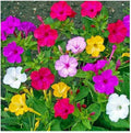 Mixed Four O'Clock Seeds - 100+ Count - Tender Perennial, Reseeding, Exotic Garden Plants (Mirabilis jalapa)