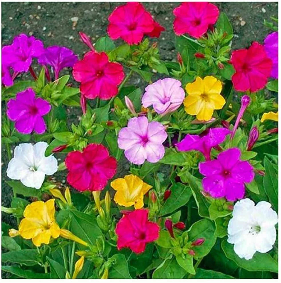 Mixed Four O'Clock Seeds - 100+ Count - Tender Perennial, Reseeding, Exotic Garden Plants (Mirabilis jalapa)