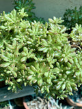 Variegated Aeonium Sedifolium Cuttings | Dwarf | 10 Branches | Free Shipping