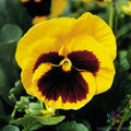 Majestic Giants Yellow Blotch Pansy Seeds - 200+ Count (Viola) - Premium Flower Seeds for Garden or Pots