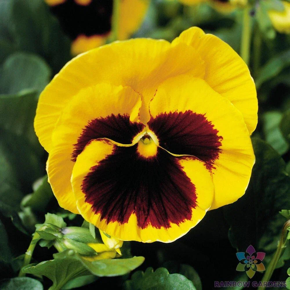 Majestic Giants Yellow Blotch Pansy Seeds - 200+ Count (Viola) - Premium Flower Seeds for Garden or Pots