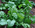 Arugula Seeds 200g Heirloom Rocket Roquette 32,000 Seeds Healthy Organic Garden Plant