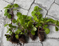 Swedish Ivy Live Plants 4-Pack - Creeping Charlie Rooted in Soil