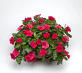 Vinca Sunsplash Cherry Seeds 500 Pack - Catharanthus roseus