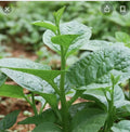 Green Malabar Short Vine Spinach Seeds - 50+ Pack - Vietnamese Mung Toi Khong Leo (Basella rubra)