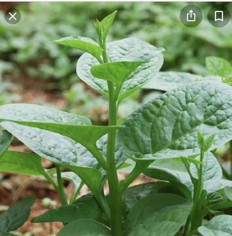Green Malabar Short Vine Spinach Seeds - 50+ Pack - Vietnamese Mung Toi Khong Leo (Basella rubra)
