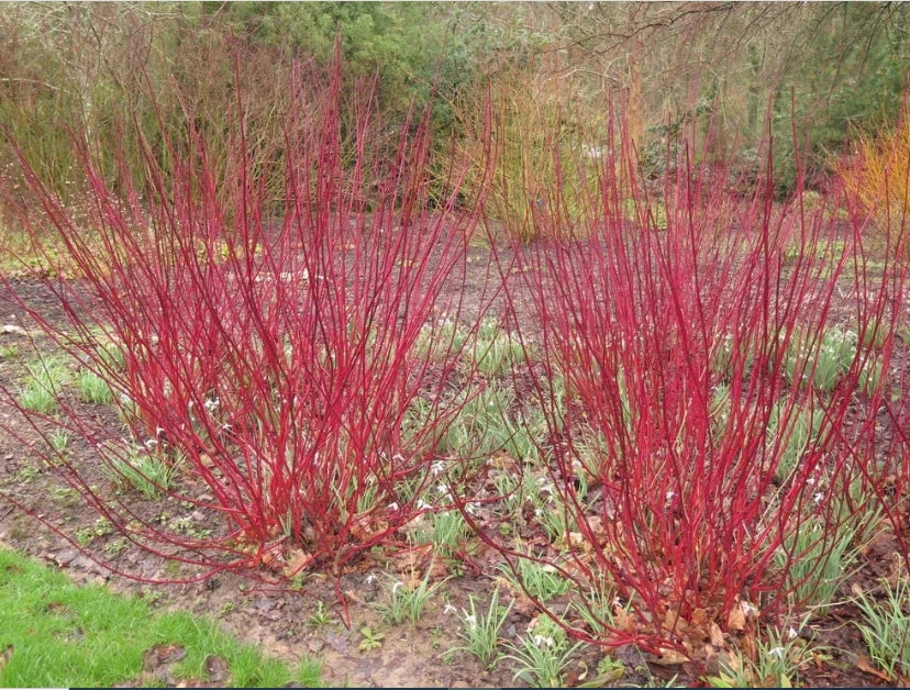 Red Dogwood Cuttings - 8 Pack, Easy to Grow, No Roots, Cornus florida