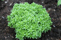 Spicy Globe Basil Seeds - 100 Count Packet - Attractive Globe Shape - Culinary Herb (Ocimum basilicum)