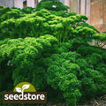 Triple Curled Parsley Seeds | Heirloom Non-GMO Herb Seeds | Petroselinum crispum | Free Shipping