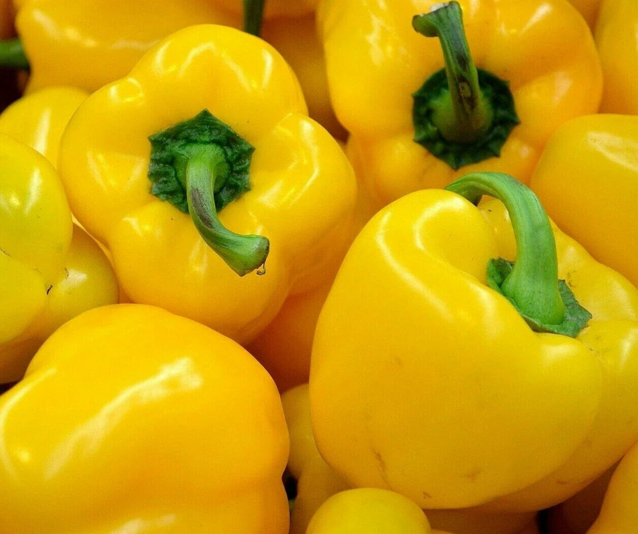 Yellow Bell Pepper Seeds 30+ "Canary" Non-GMO Variety Capsicum annuum
