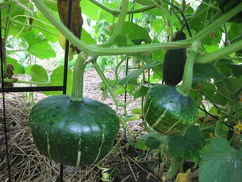 Buttercup Squash Seeds - Turban Shape, Sweet Potato Flavor - 10 Seeds per Packet - Cucurbita maxima