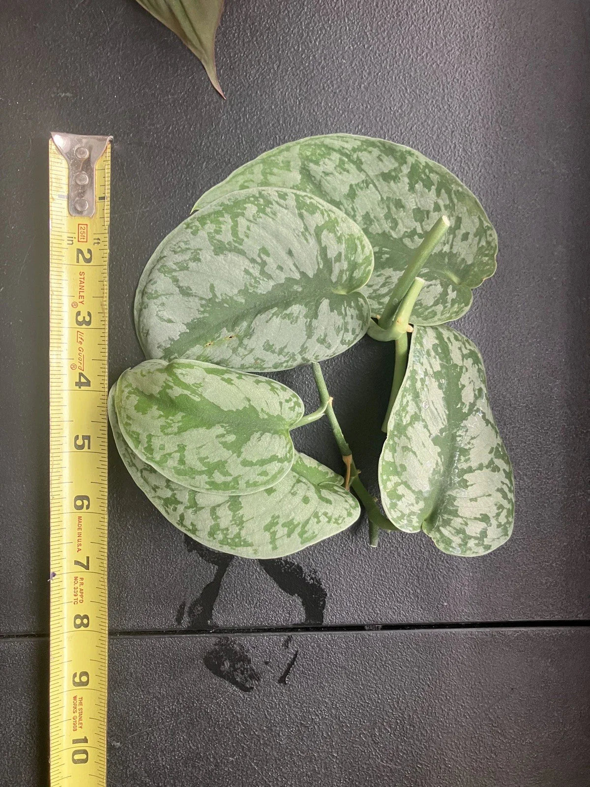 Scindapsus Pictus ‘Exotica’ Cuttings - 6 Healthy Rare Vining Aroid for Indoor Plant Decor