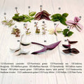 Leave Cuttings - Fresh Green Plant Cuttings for Propagation - Ideal for Gardening - Plant Connection