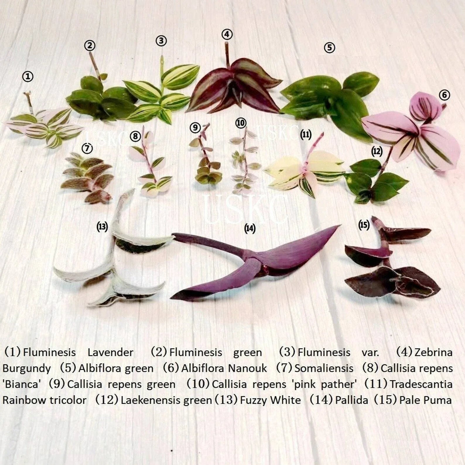 Leave Cuttings - Fresh Green Plant Cuttings for Propagation - Ideal for Gardening - Plant Connection