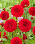 Dahlia Tubers 3 Large Red Cap Ball Tubers for Planting (Dahlia pinnata)