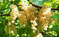 White Currant Berry Plant - Rooted - Blanca Variety - Not Shippable to California - Ribes rubrum