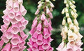 Foxglove Flower Seeds - Mixed Color - Over 1,000 Seeds - Digitalis purpurea