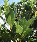 Sweet Laurel Bay Tree Cuttings - 5 Fresh Cuttings - Laurus nobilis - Aromatic Culinary Herb
