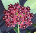 Hoya lobbii Rooted Plant 2.5" Pot Live Houseplant