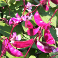 Purple Moon Hyacinth Bean Seeds - Pole Variety for 2025 Planting, Lablab Purpureus