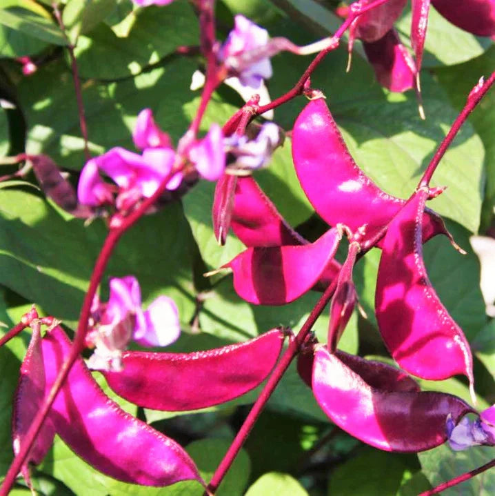 Purple Moon Hyacinth Bean Seeds - Pole Variety for 2025 Planting, Lablab Purpureus