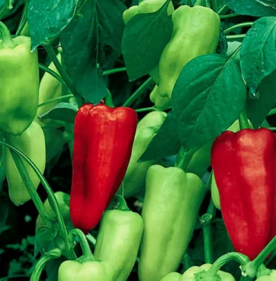 Sweet Pepperoncini Seeds 30+ Heirloom Non-GMO Organic Capsicum Annuum Garden Planting Full Sun