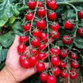 Waterfall Tomato Seeds - 200pcs Heirloom, Non-GMO, High-Yield Variety, Solanum lycopersicum
