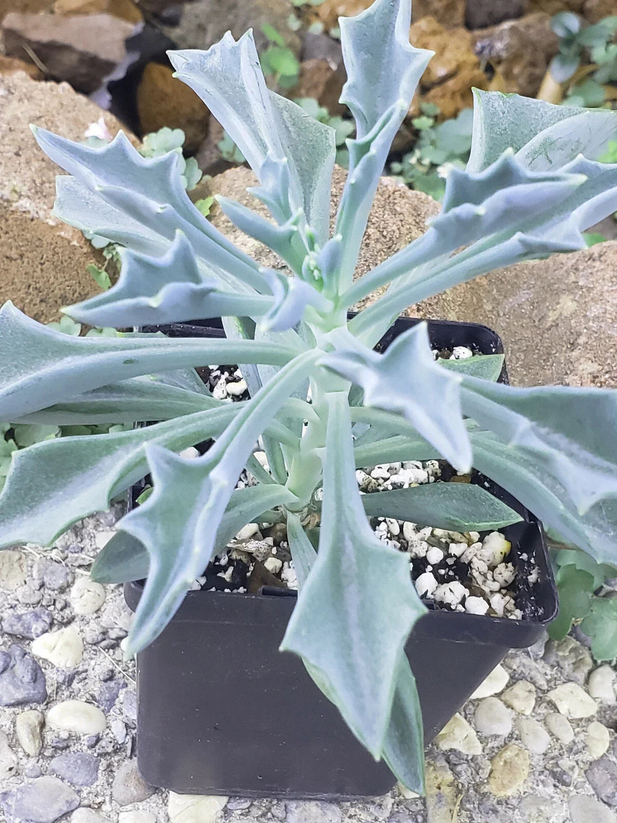 Spear Head Plant - 4" Potted - Senecio Kleiniiformis - Succulent Houseplant - Unique Green Foliage