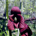 Paw Paw Fruit Tree Seeds - Stratified Indian Banana - Asimina Triloba - Hardy Plant for Gardening and Landscaping