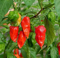 Ghost Hot Pepper Seeds - 100+ Organic Bhut Jolokia Red Chili Vegetable Seeds