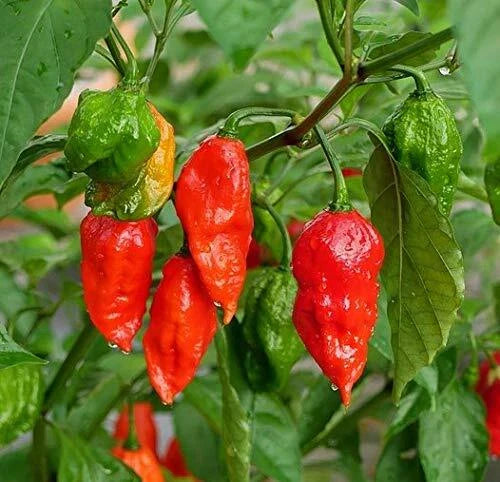 Ghost Hot Pepper Seeds - 100+ Organic Bhut Jolokia Red Chili Vegetable Seeds