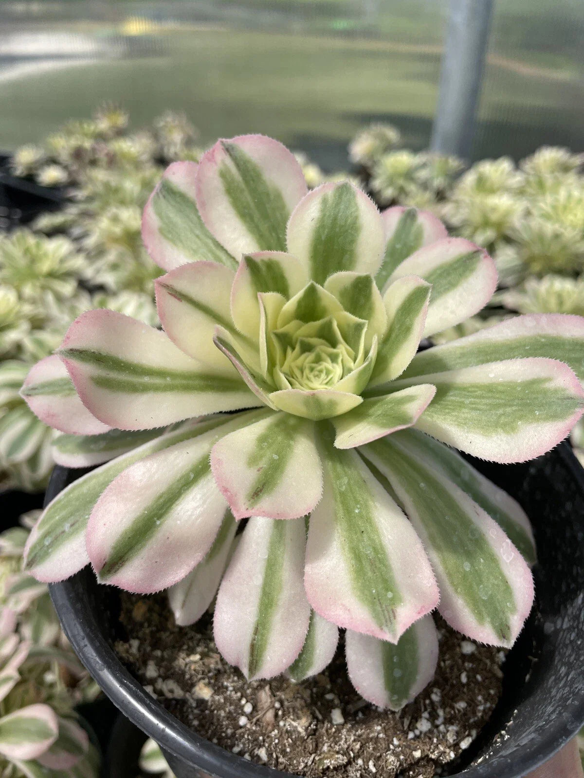 Succulents Live Plant Cutting 3.5” Variegated Aeonium Maybach - Low Maintenance Indoor Decor