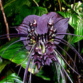 Black Bat Orchid Seeds | Rare Tacca chantrieri | Tropical Garden Houseplant