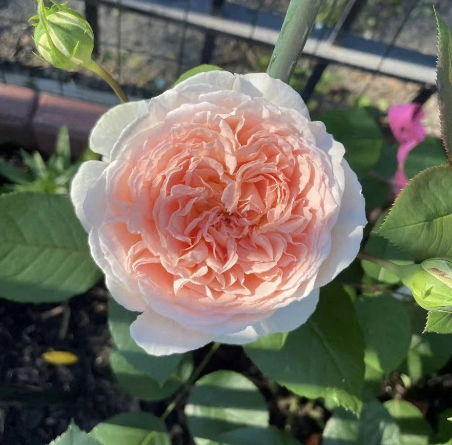 Rose Cuttings 3 Unrooted Stems Parfuma Bliss Rosa Grafting Rooting