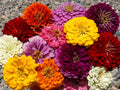 Giant Dahlia Zinnia Mix Seeds - 126+ Cut Flower Seeds for Summer Garden & Container - Fast Growing, Easy Care