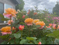 Heirloom Live Rose Cuttings - The Impressionist™ - Fresh Unrooted - 5-8" Long - 3 Stems - Rosa spp.